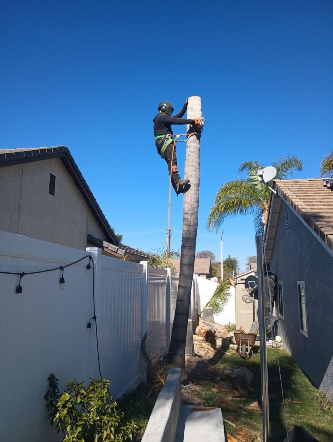 American Beaver Tree Service climber roped into a palm trunk in a Corona backyard
