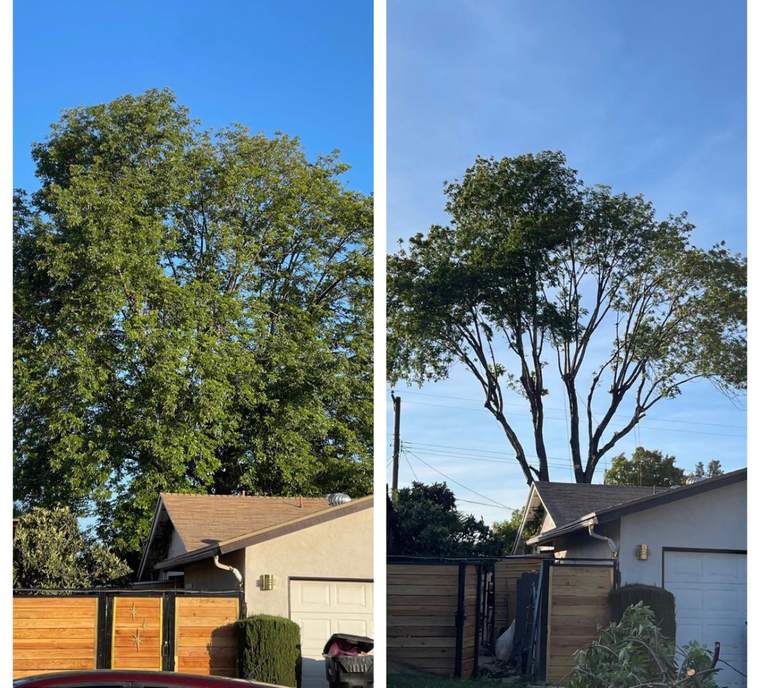 Large shade tree before and after lacing and thinning