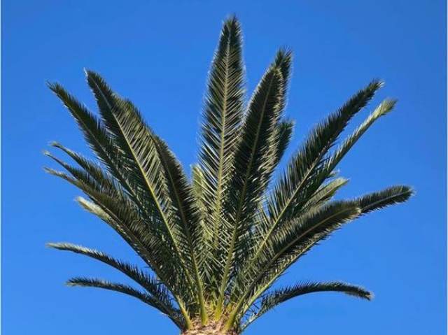 A Canary Island date palm with long arching feather fronds above a pineapple cut