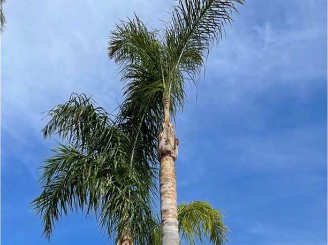 Queen palms with soft, drooping feather fronds on slender grey trunks