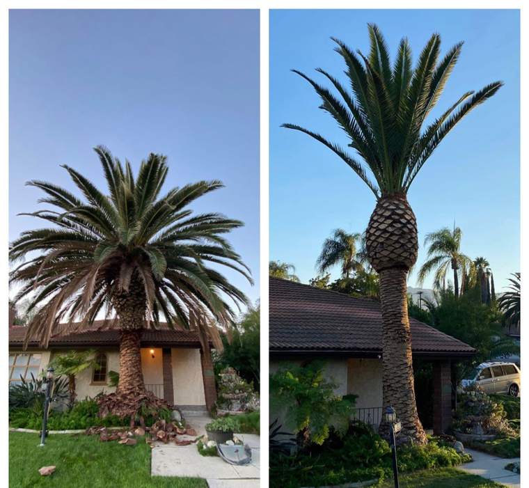 Large Canary Island date palm before and after trimming in front of a tile-roof house