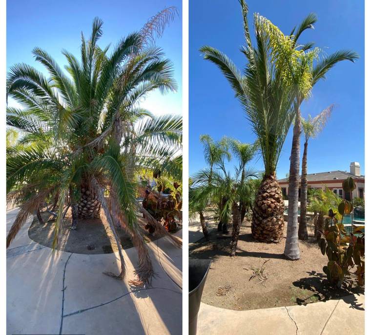 Poolside date palm before and after trimming